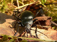 Ground Beetle (Carabus nemoralis)