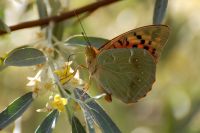 Cardinal (Argynnis pandora)
