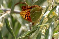 Cardinal (Argynnis pandora)