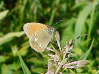 Chestnut Heath (Coenonympha glycerion)