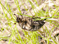 Cockchafer, May-bug  (Melolontha hippocastani)