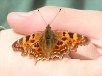 Comma Butterfly (Polygonia c-album)