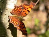 Comma Butterfly (Polygonia c-album)