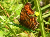 Comma Butterfly (Polygonia c-album)