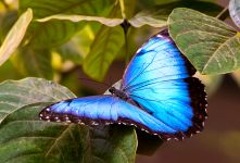 Common Blue Morpho (Morpho helenor)