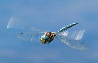 Common hawker (Aeshna juncea)