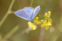 Common Blue (Polyommatus icarus)