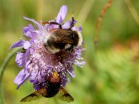 Common carder bee (Bombus pascuorum)