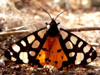 Cream-spot Tiger (Arctia villica)