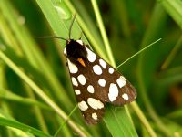 Cream-spot Tiger (Arctia villica)