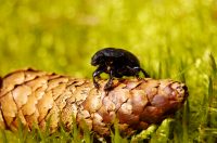 Dor beetle (Geotrupes stercorarius)
