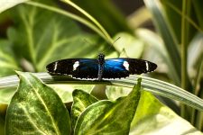 Doris longwing or Doris (Laparus doris)