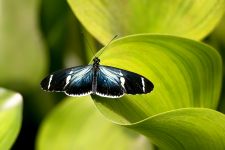 Doris longwing or Doris (Laparus doris)