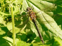 Downy Emerald (Cordulia aenea)