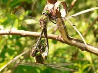 Downy Emerald (Cordulia aenea)