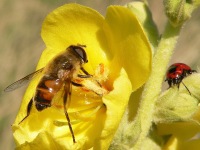 Drone Fly (Eristalis tenax)
