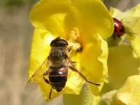 Drone Fly (Eristalis tenax)