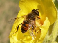 Drone Fly (Eristalis tenax)