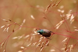 Dune chafer (Anomala dubia)