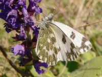 Eastern Bath White (Pontia edusa)