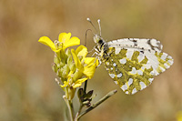 Eastern Dappled White (Euchloe ausonia)