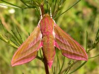Elephant Hawk-moth (Deilephila elpenor)