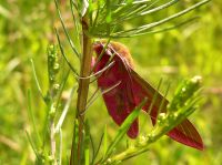Elephant Hawk-moth (Deilephila elpenor)