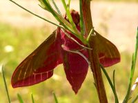 Elephant Hawk-moth (Deilephila elpenor)