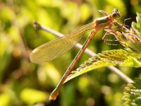 Emerald damselfly (Lestes sponsa)