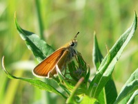 Essex Skipper (Thymelicus lineola)