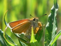Essex Skipper (Thymelicus lineola)