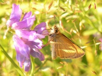 Essex Skipper (Thymelicus lineola)