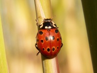 Eyed Ladybird (Anatis ocellata)
