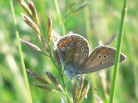 False Eros Blue (Polyommatus eroides)