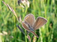 False Eros Blue (Polyommatus eroides)
