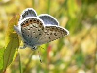 False Eros Blue (Polyommatus eroides)
