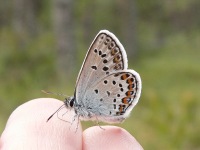 False Eros Blue (Polyommatus eroides)