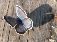 False Eros Blue (Polyommatus eroides)
