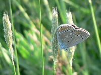 False Eros Blue (Polyommatus eroides)
