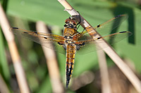 Four-spotted Chaser (Libellula quadrimaculata)