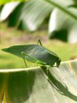Giant Katydid (Stilpnochlora couloniana)