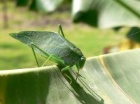Giant Katydid (Stilpnochlora couloniana)