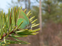 Green Hairstreak (Callophrys rubi)