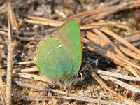 Green Hairstreak (Callophrys rubi)