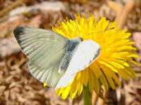 Green-veined White (Pieris napi)