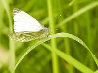 Green-veined White (Pieris napi)