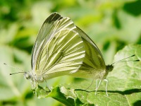 Green-veined White (Pieris napi)