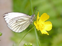 Green-veined White (Pieris napi)