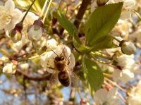 Honeybee (Apis mellifera)