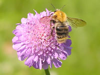 Honeybee (Apis mellifera)
